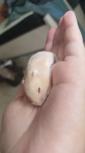 Hamister anão russo 