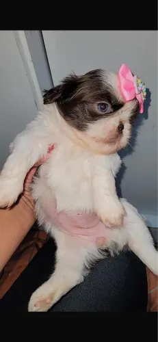 Shih-tzu femea branca olha mel com 62 dias 