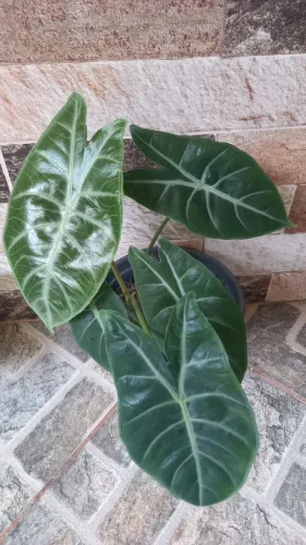 Vasinho de planta ornamental alocasia 