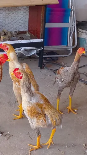 Frango 