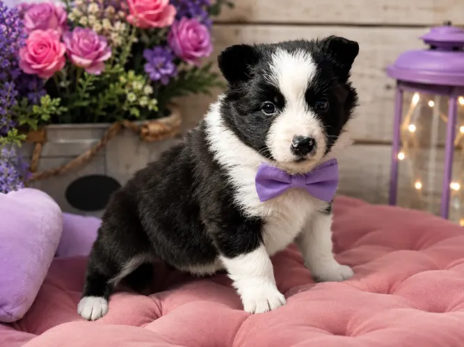 Imperdível!! Filhotes de border collie machos