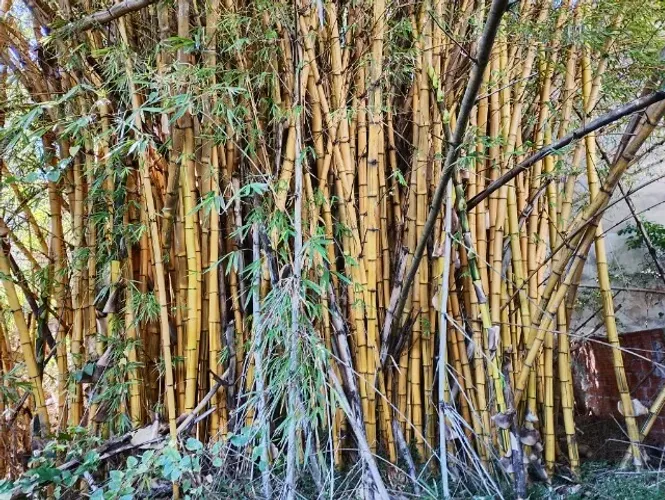 BAMBU