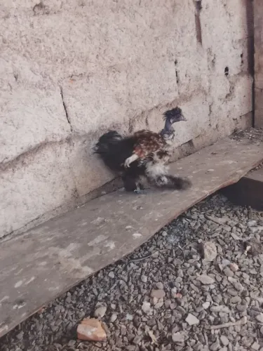 Casal sedosa