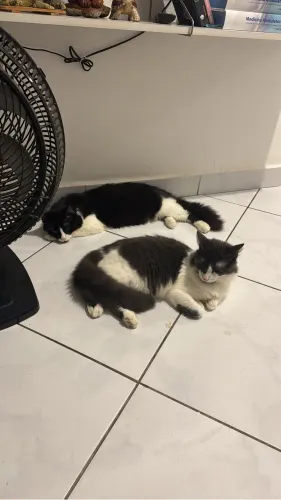 Gatinhos irmãos doação