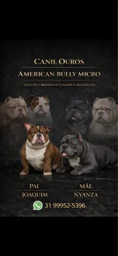 American Bully Micro disponível! 