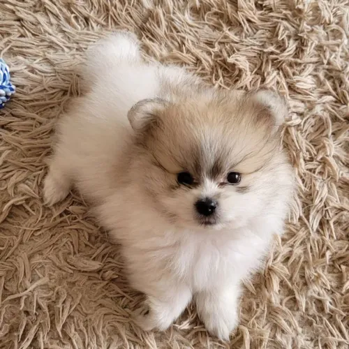 Lulu da Pomerânia