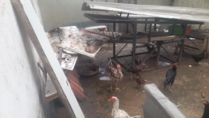 Galinhas e pato