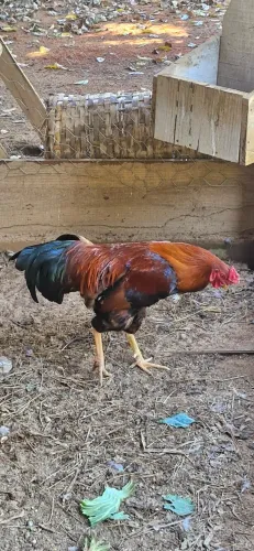 Vende-se Galo