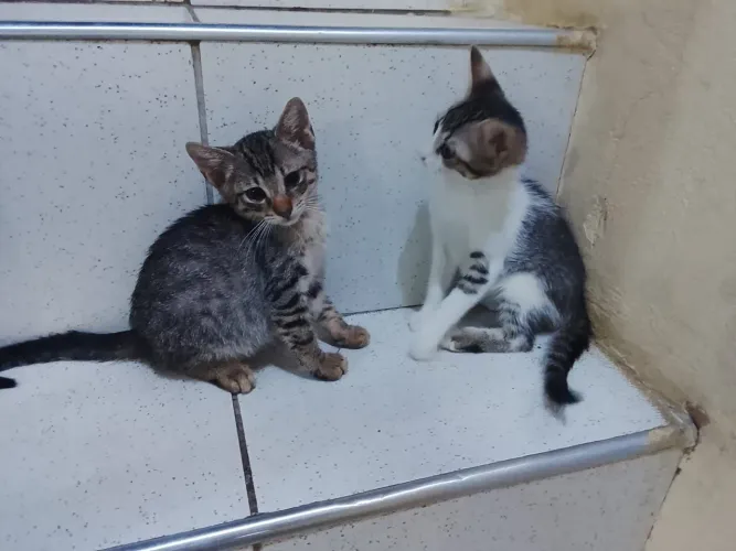 ADOÇÃO DE GATO MACHO