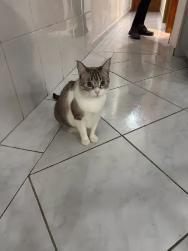 Doa-se gatinha