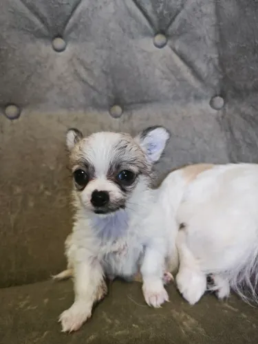 Chihuahua ?