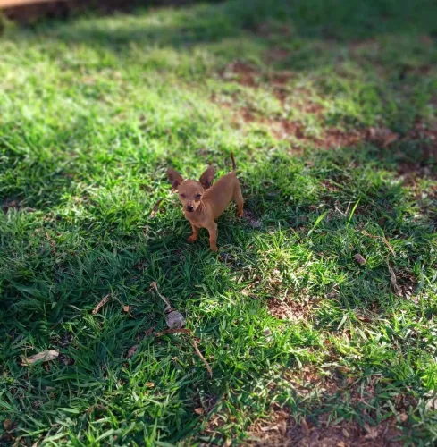 Pinscher macho micro (00)