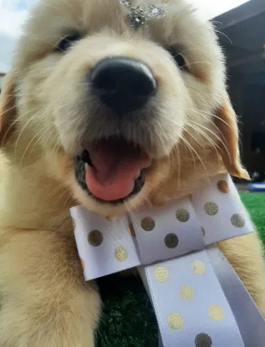 Golden Retriever