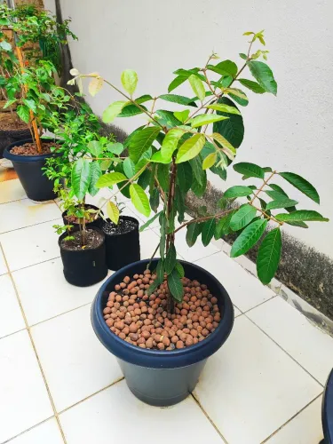 Araçá Nativo 1 Metro No Vaso De 55l - Excelente Estrutura