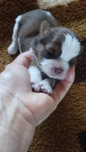 Shih Tzu Puro com Pedigree - Filhote Saudável e Carinhoso