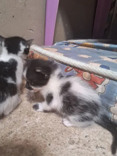 Doação de gatinhos