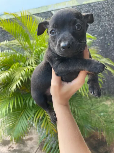 Pinscher macho 