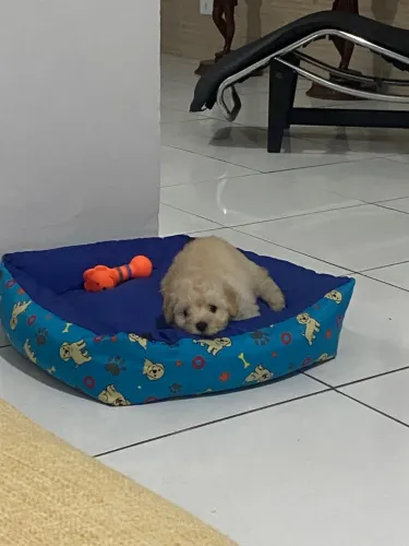 Filhote de poodle