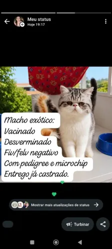 Macho exótico black silver tabby bicolor