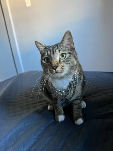 Vende-se - gatinho macho