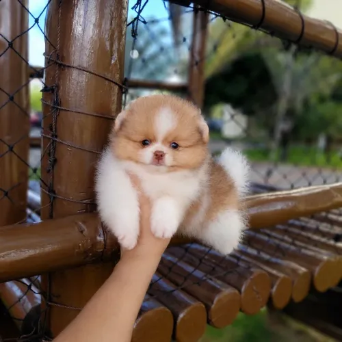 Lulu da Pomerânia Ursinhos Minúsculos