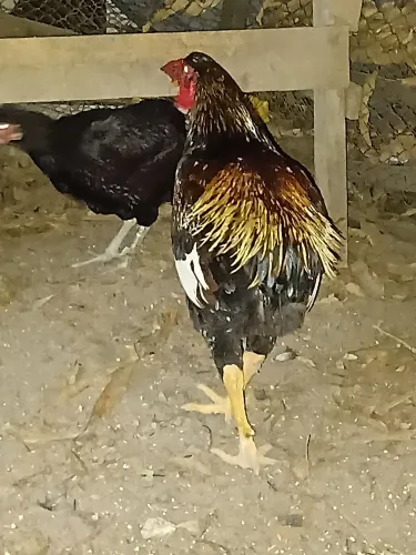 Vende e trocar por frangas 