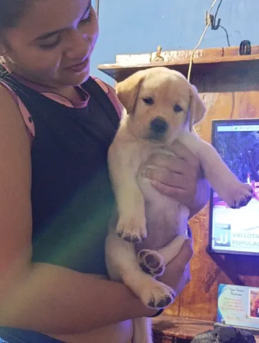 Labrador retriver 