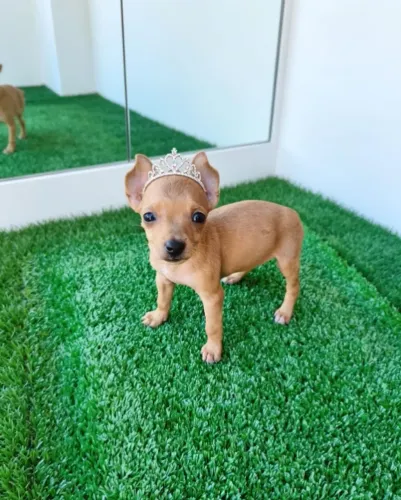Pinscher Mini Fêmea Muito Fofa