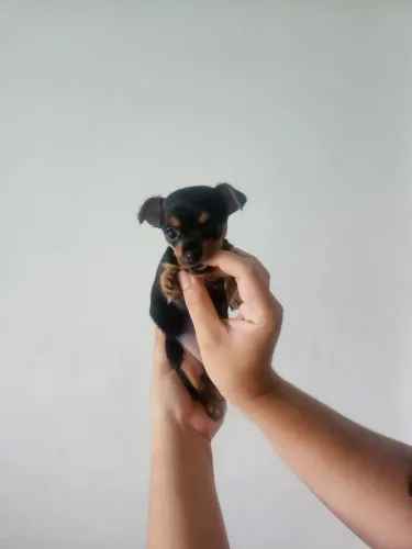 Filhote de Pinscher fêmea