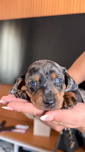 Mini Dachshund