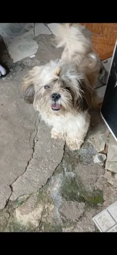 Shitzu macho