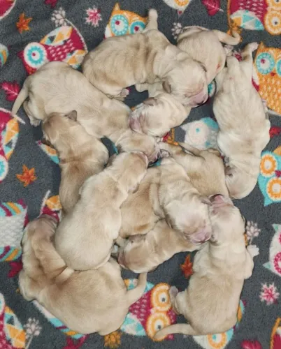 Filhotes de Golden Retriever | Doçura que marca presença.