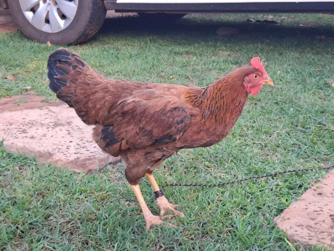 Galinha caipira 110 reais