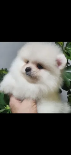 Lindos Filhotes de lulu da pomerania