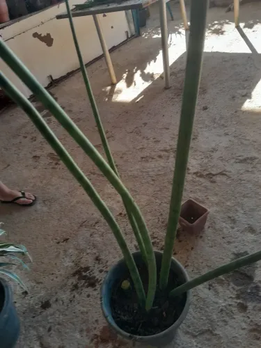 Plantas já pegadas
