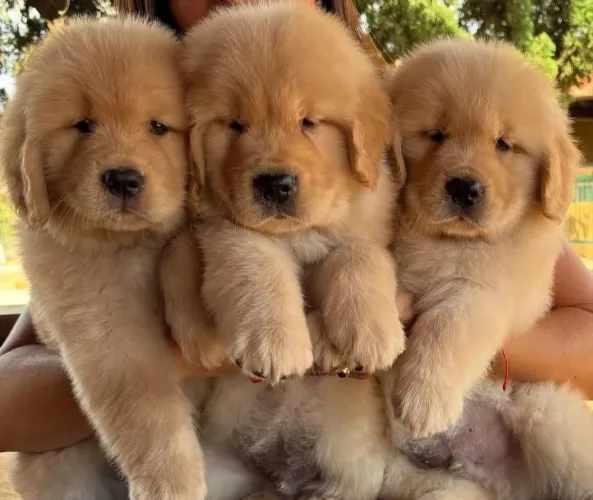 Gostosos e lindos filhotes de Golden Retriever 