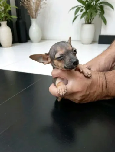 Pinscher dócil e ativo