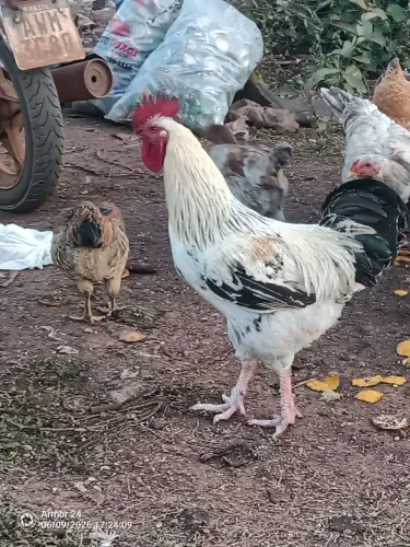 Galo