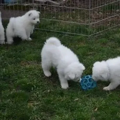 Samoyeda,Samoyeda Filhote Selecionado Alta Procedência