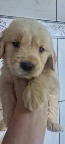 Golden retriever