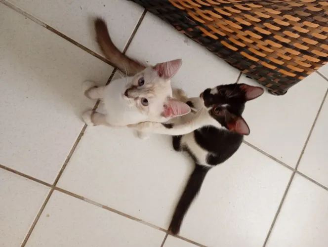 Gatos para doação 
