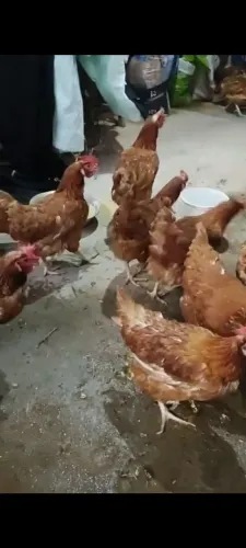 Galinhas rodhias