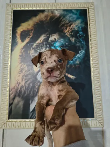 Pitbull x American Bully 