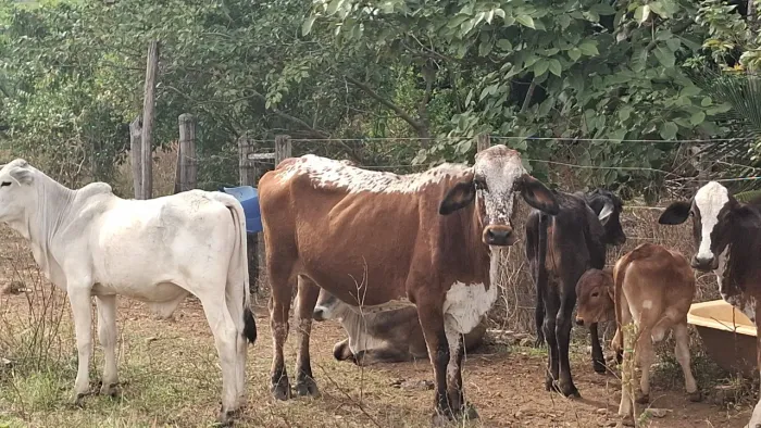 Vaca cruzada sadia 
