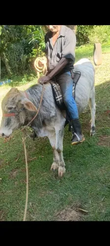 Garrote manso