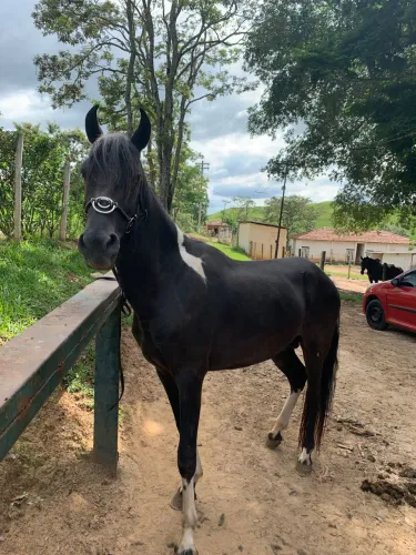 Troco garanhão mm por quarto de milha
