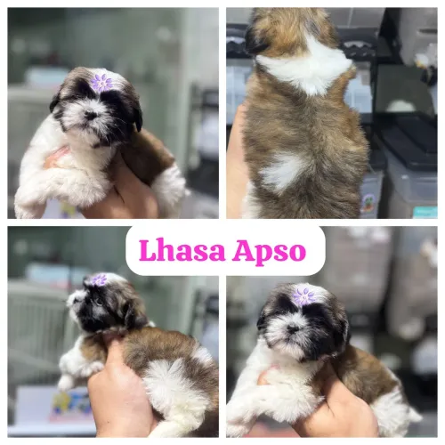 FIlhotes de Qualidade, Vacinados, Vermifugados, Carteirinha de Vacina, Ração Importada
