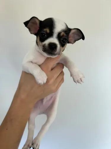 Filhote de Chihuahua macho