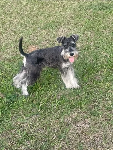 Schnauzer 