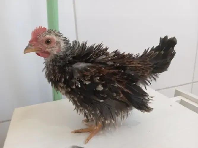 Pintinho arrupiado feizado